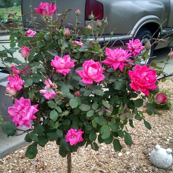 Rosa KO Pink Double Knock Out