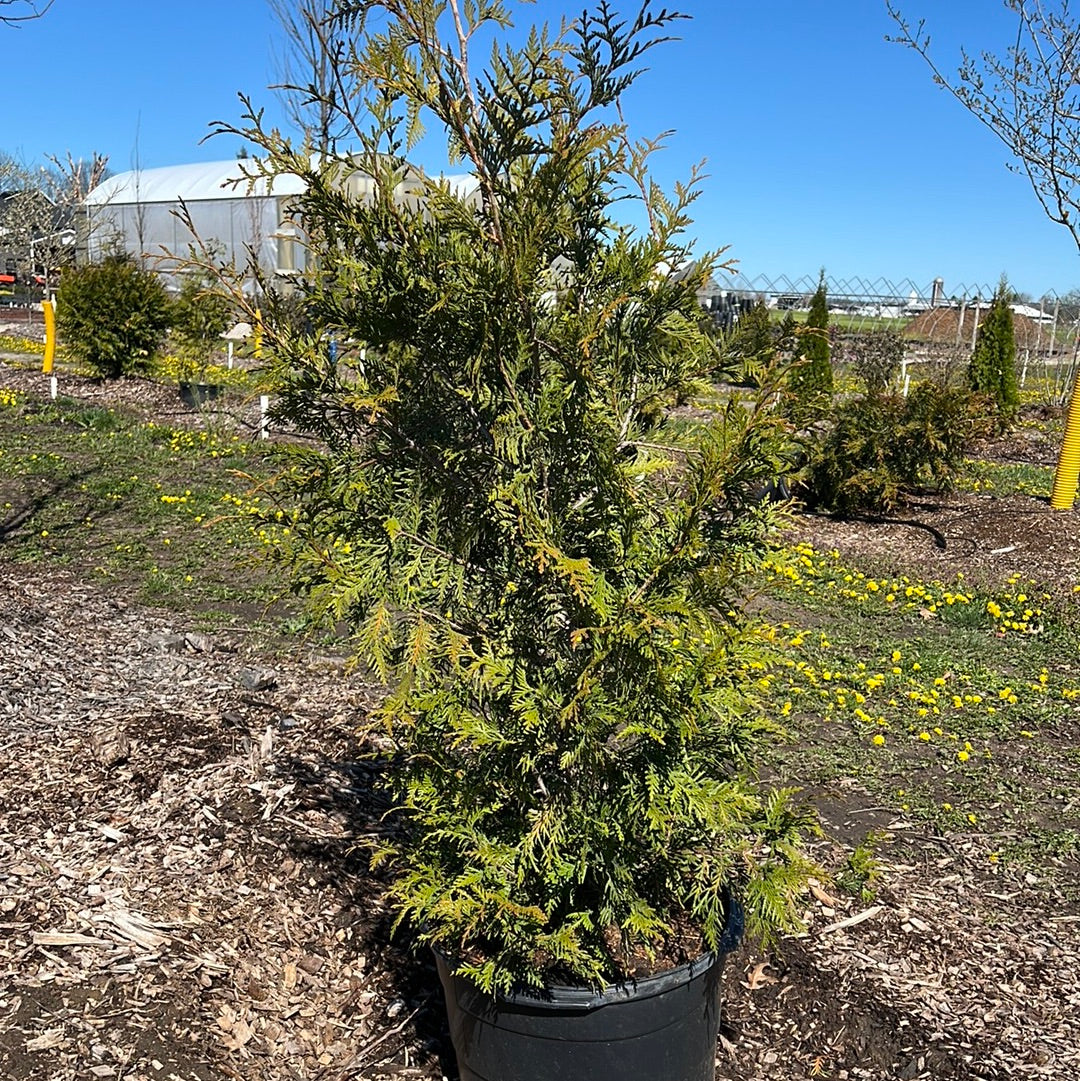 Green Giant Arborvitae