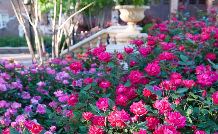 Knockout Roses - mixed colors- colors unknown