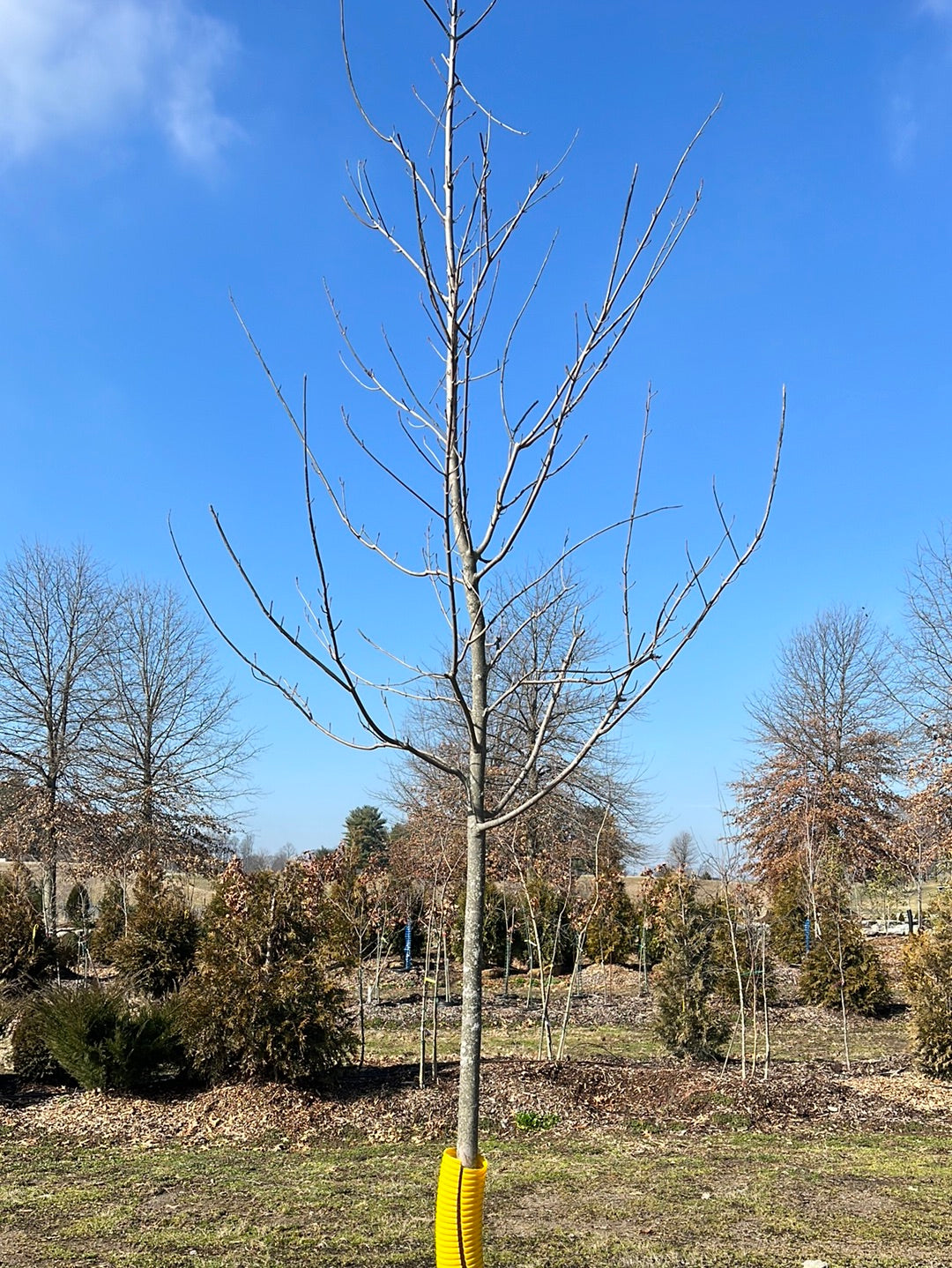 Armstrong Maple - 🌲