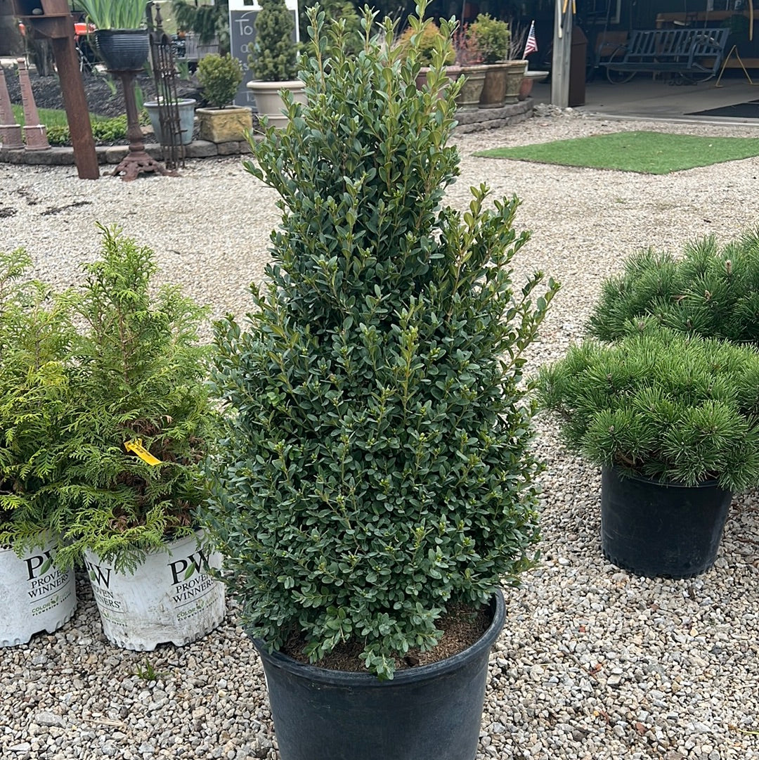 Green Mountain Boxwood - 🌲