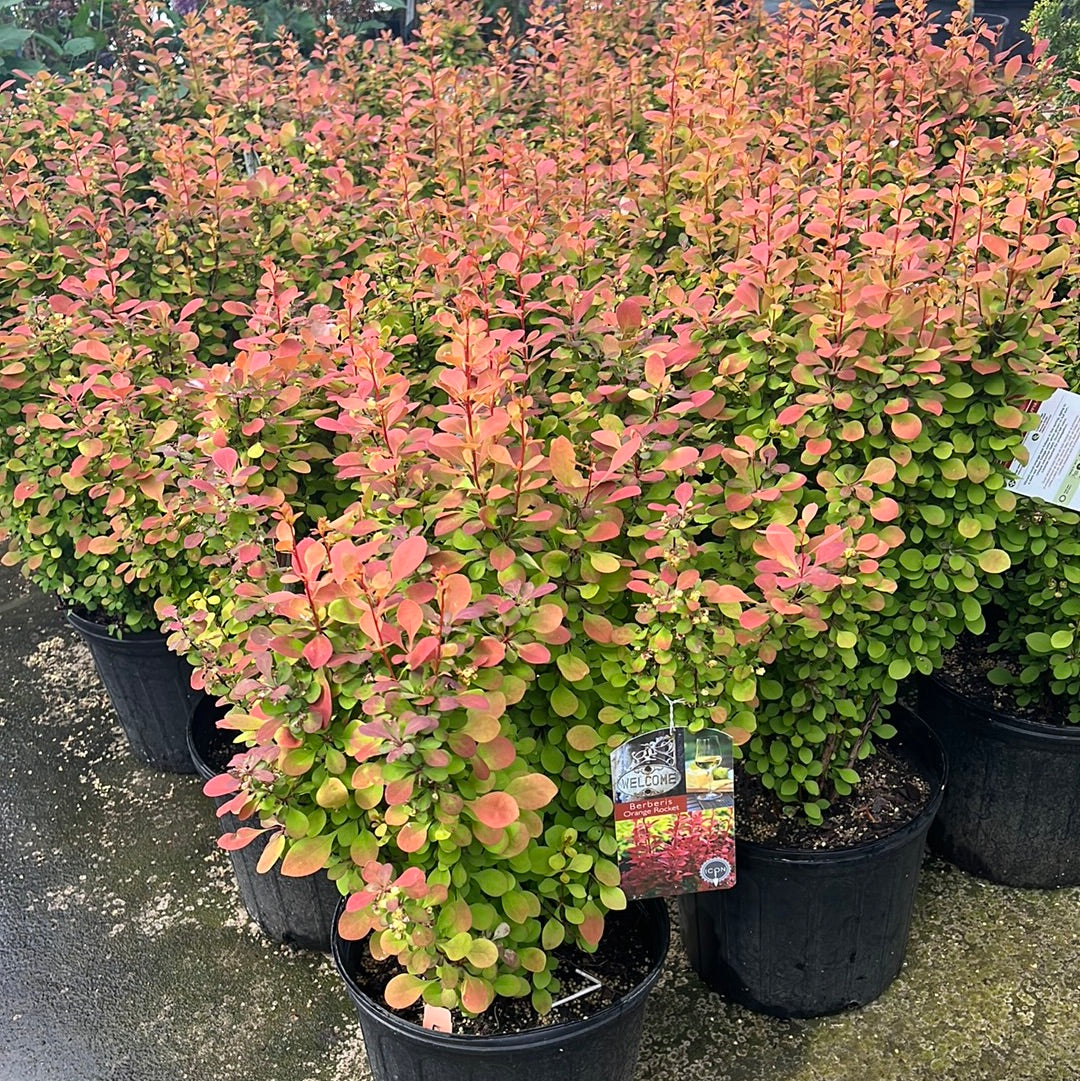 Orange Rocket Barberry