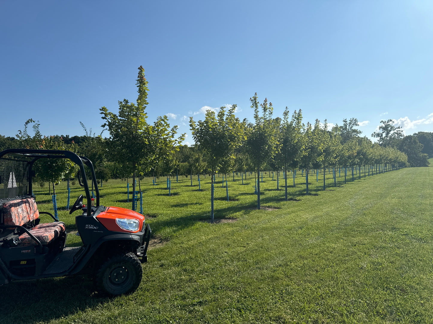 Deciduous Trees- Premium Frank J Schmidt - Maples/Elms/Crab Apples/weeping Cherry/Misc. - planted 2020