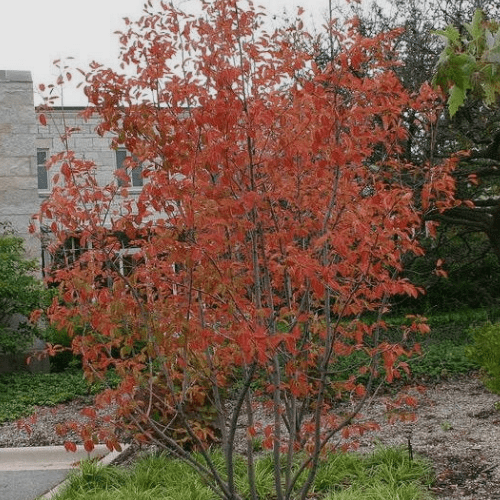 Autumn Brilliance Serviceberry 5-6’ clump 12/2023 (3.0)