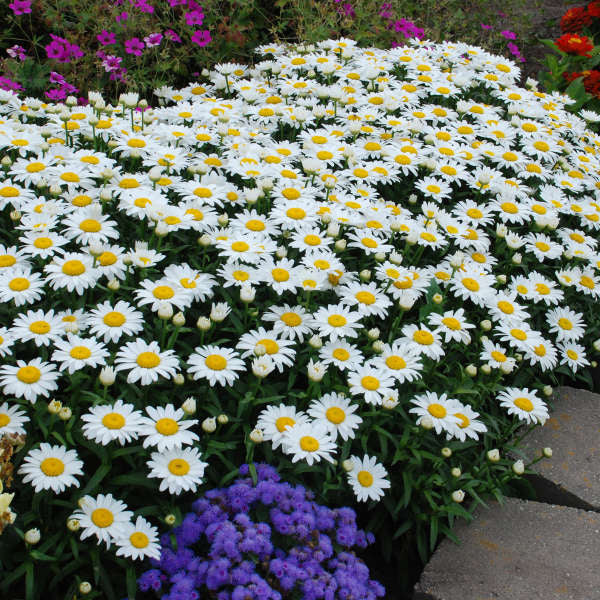 Snow cap Shasta Daisey