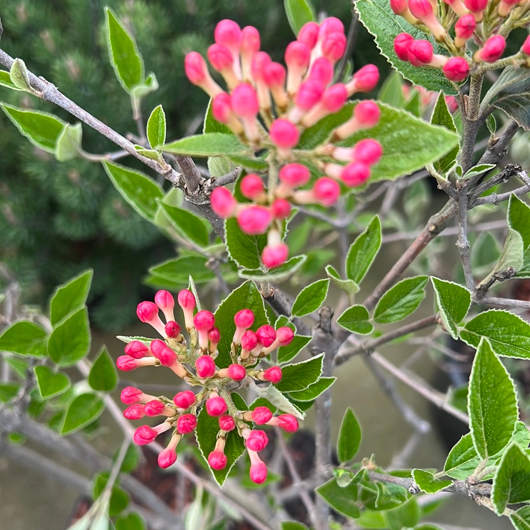 Viburnum (flowering) - mixed varieties - pink/white/red - š²