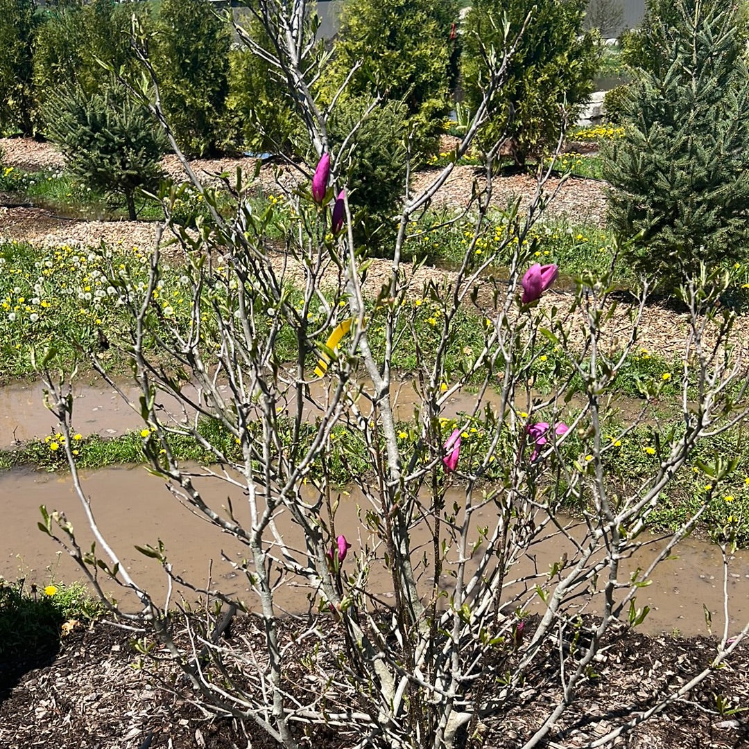 6' Ann Magnolia