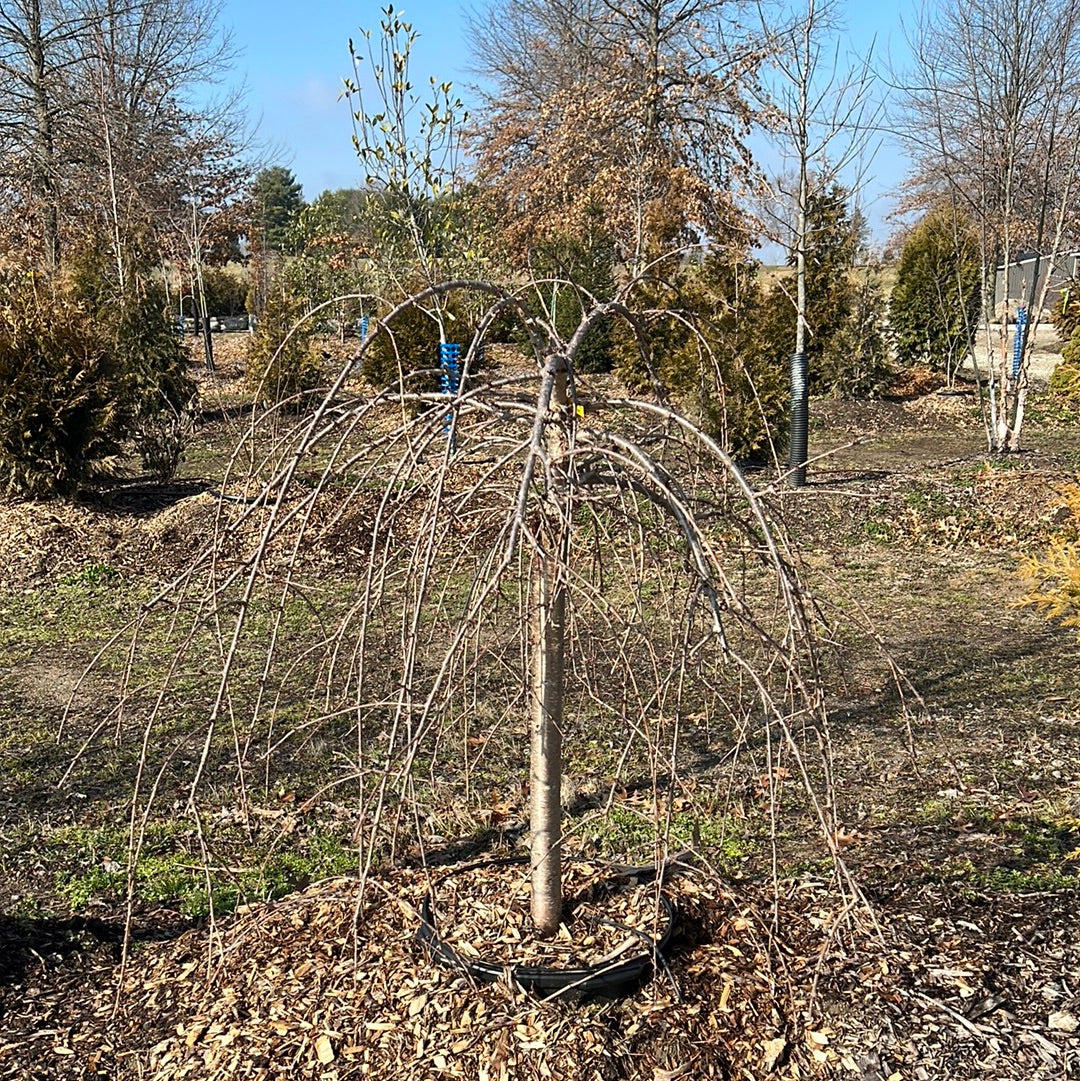 25G Weeping Cherry Tree - 🌲