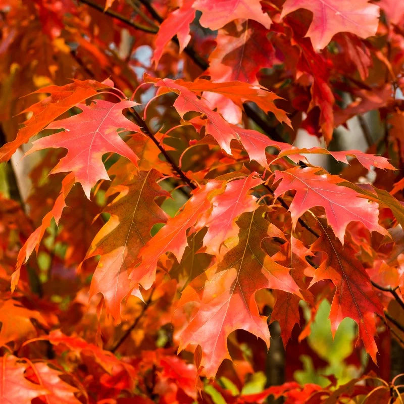 1.75” Scarlet Oak - 🌲