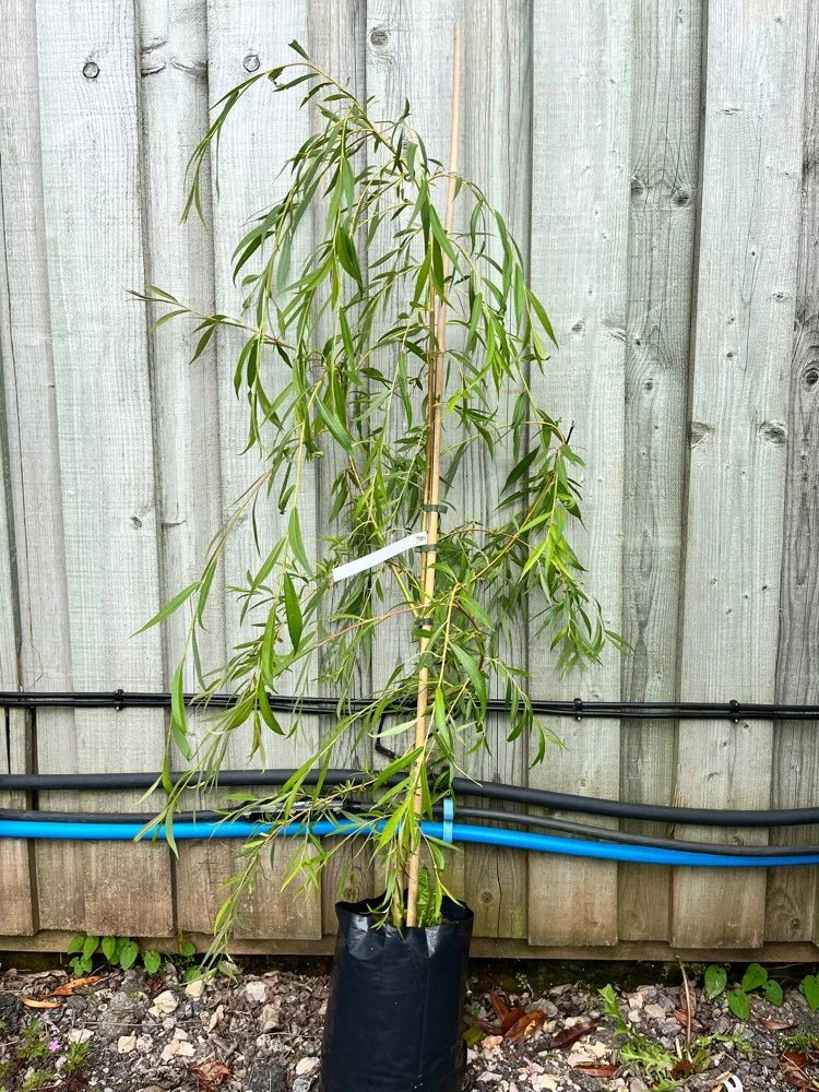 Golden Weeping Willow