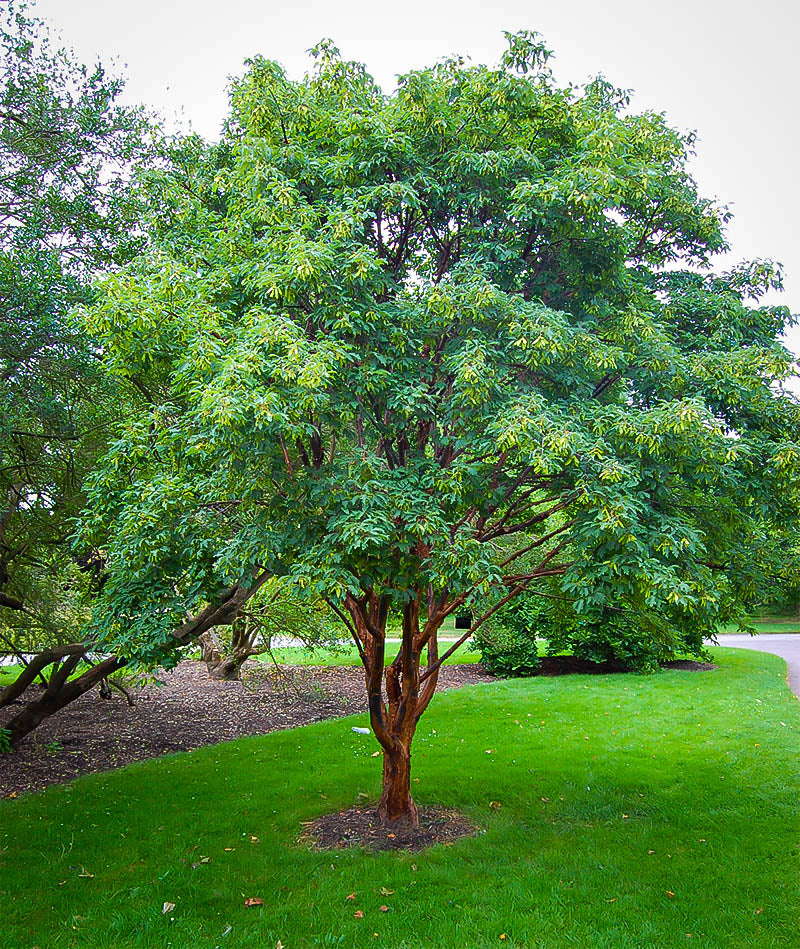 Paperbark Maple tree
