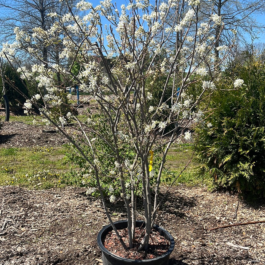 8 ‘ Viburnum - White Blooming - 🌲