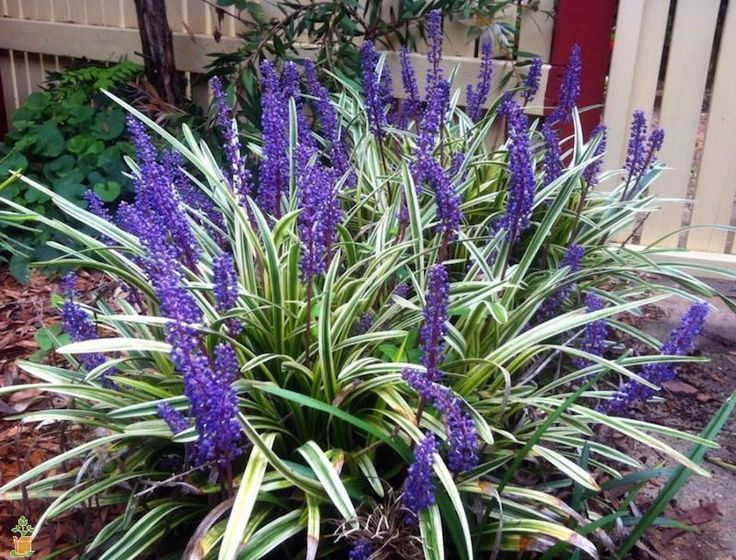 Liriope Variegated