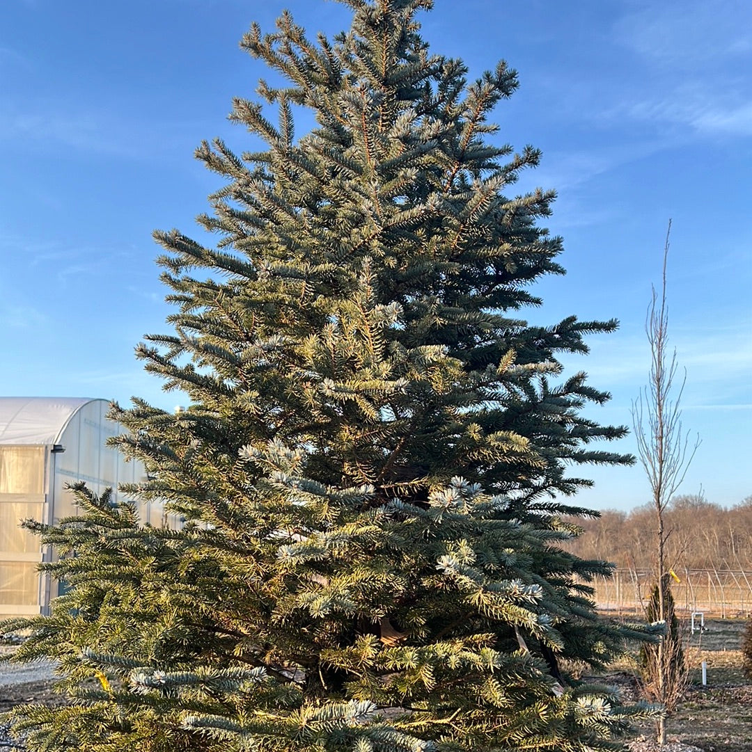 8' Blue Spruce