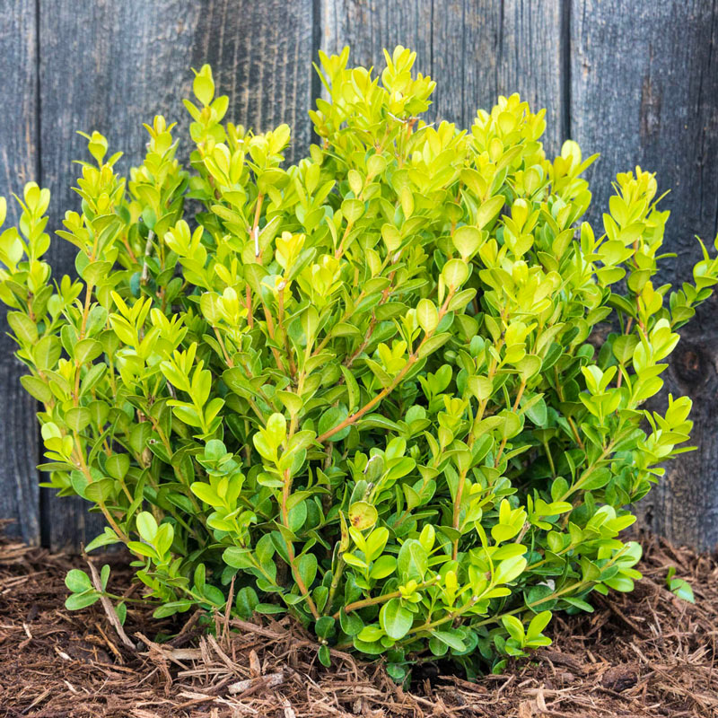 Green Gem Boxwood (field grown)