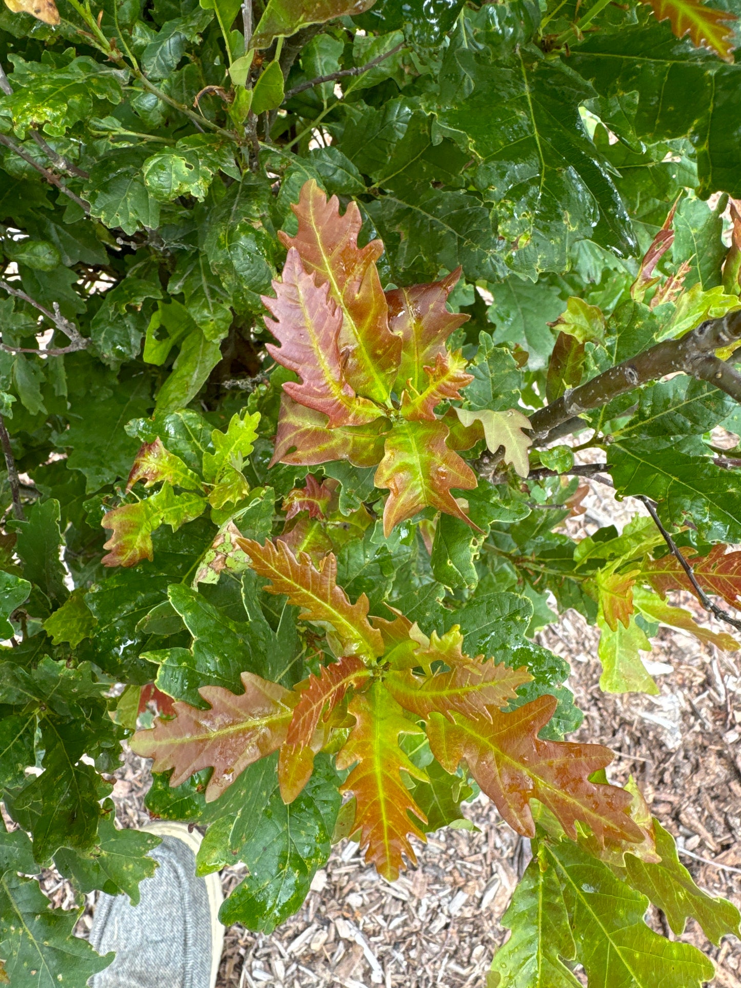 14' Sweet Spire Oak - 🌲