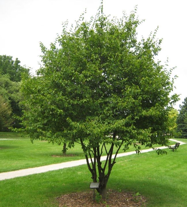 3.0 inch Hornbeam