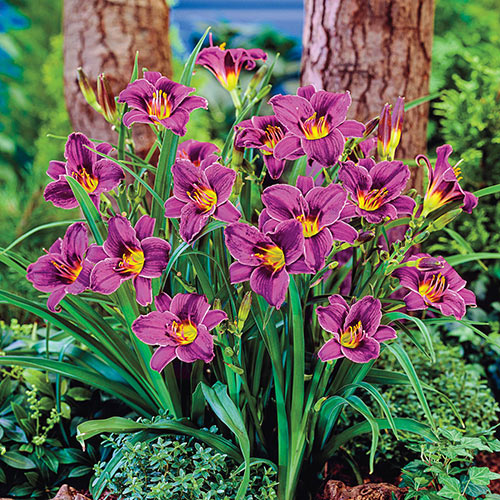 Daylilly-EarlyBird/Purple De Oro/Many Varities Available