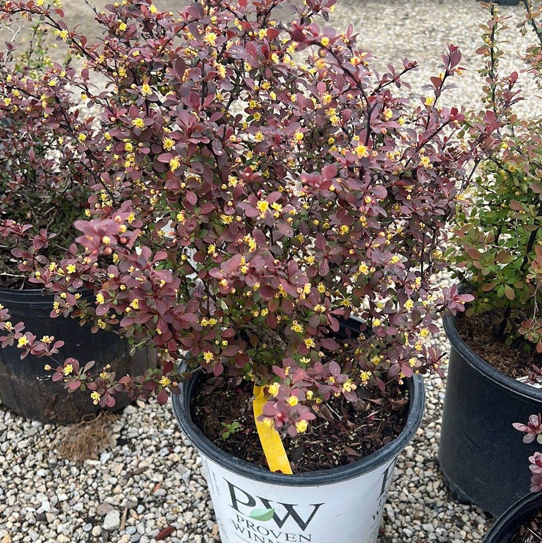 Barberry- Mixed Varities (red/orange)
