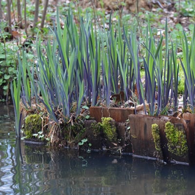 Purple Flame Iris