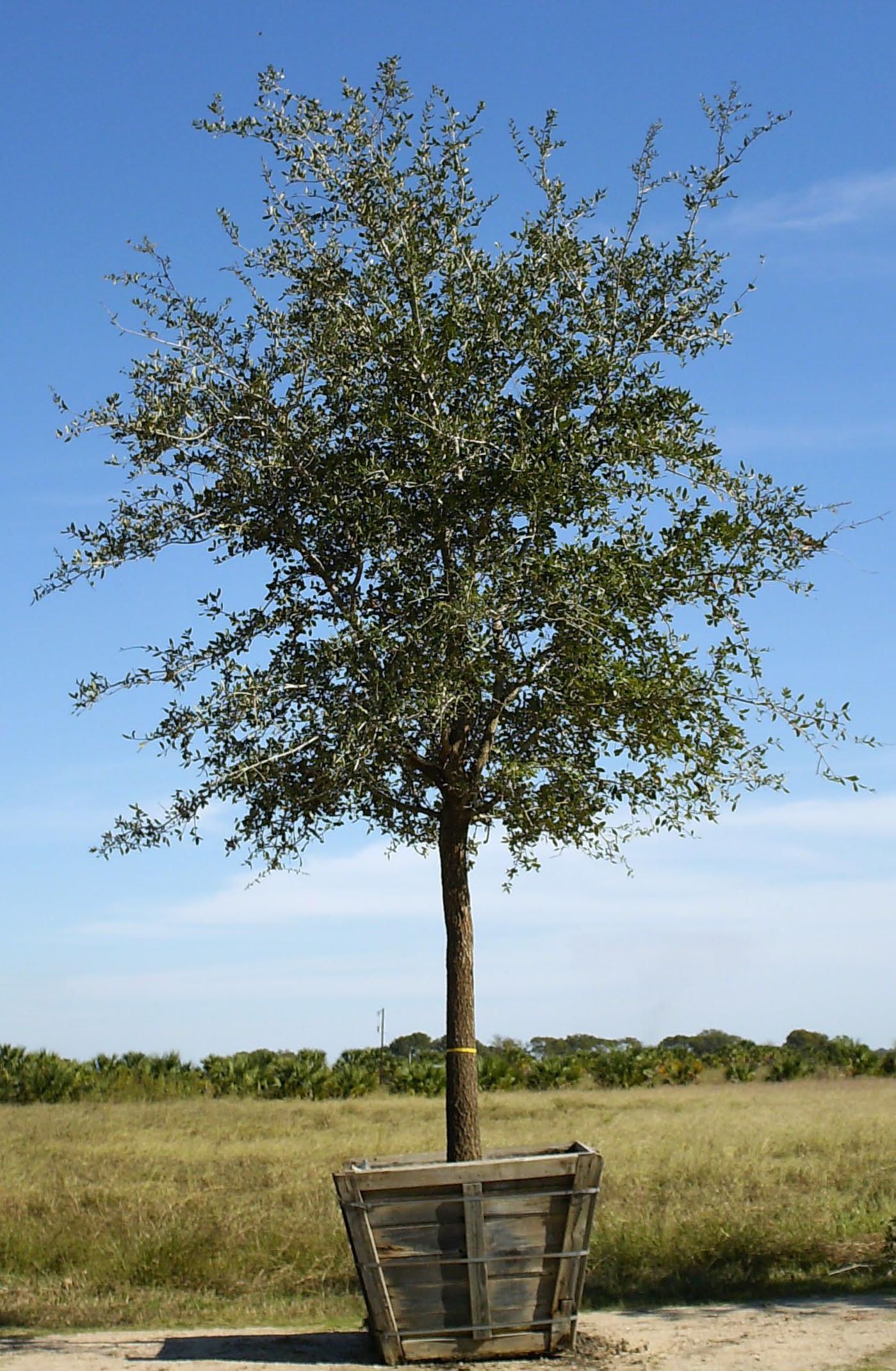 Oak Tree - Park Grade