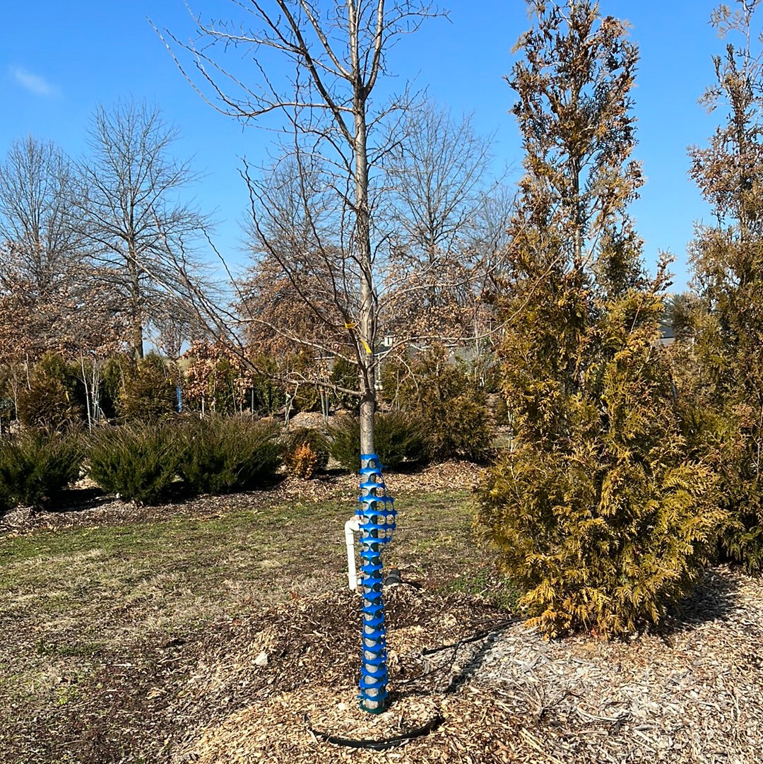 Patriot Elm - 🌲