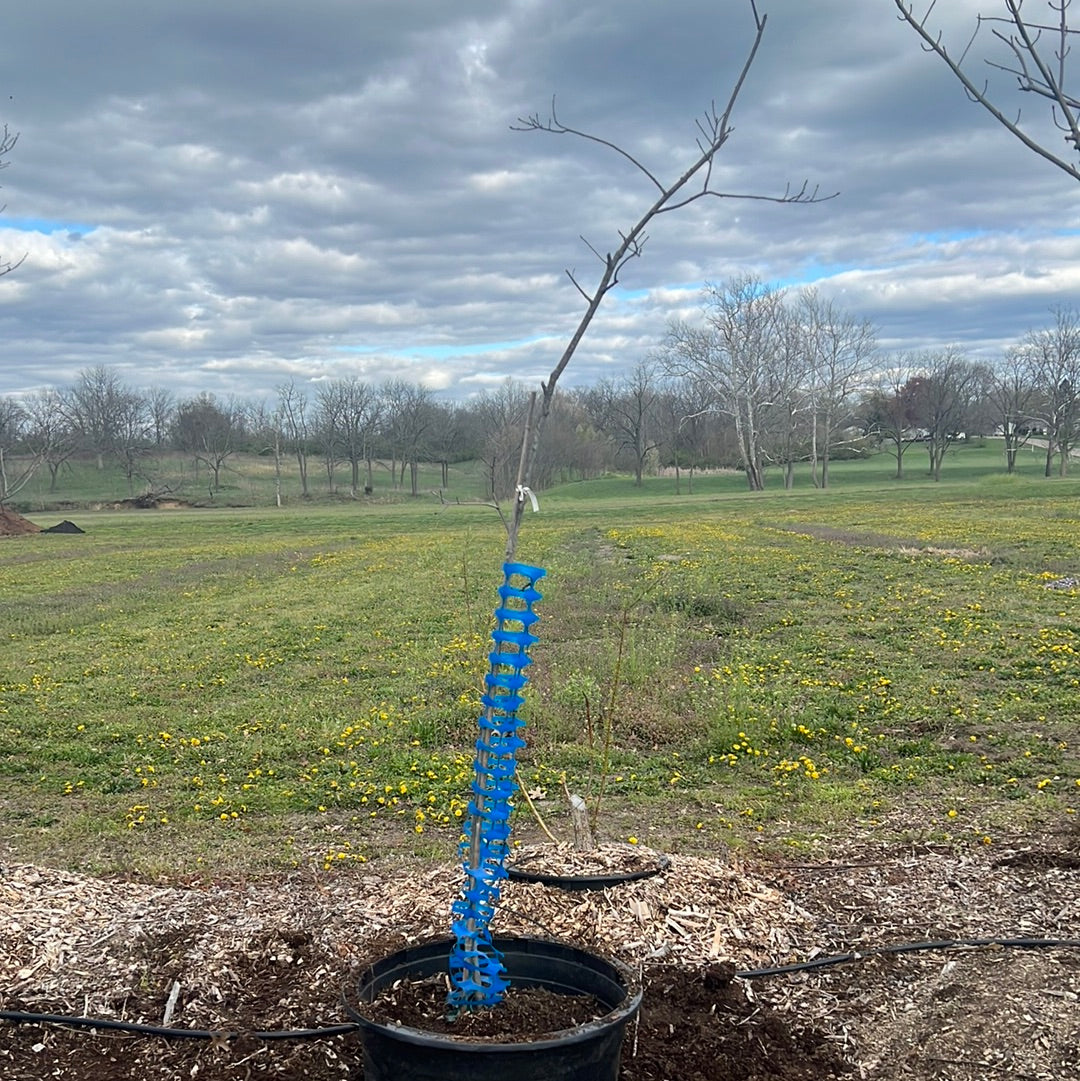 Duckweed Tree