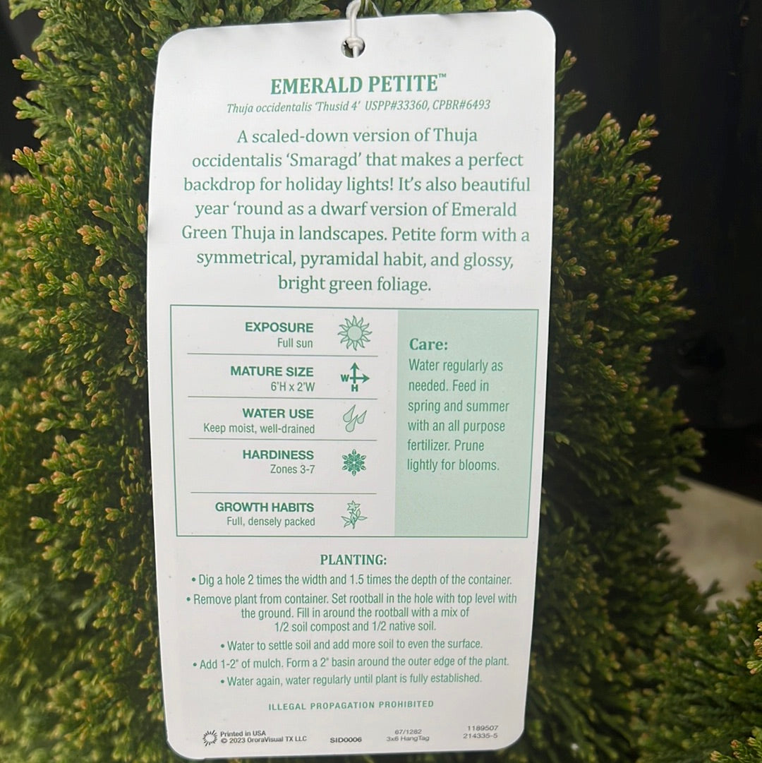 Emerald Petite Arborvitae - 3G - 🌲