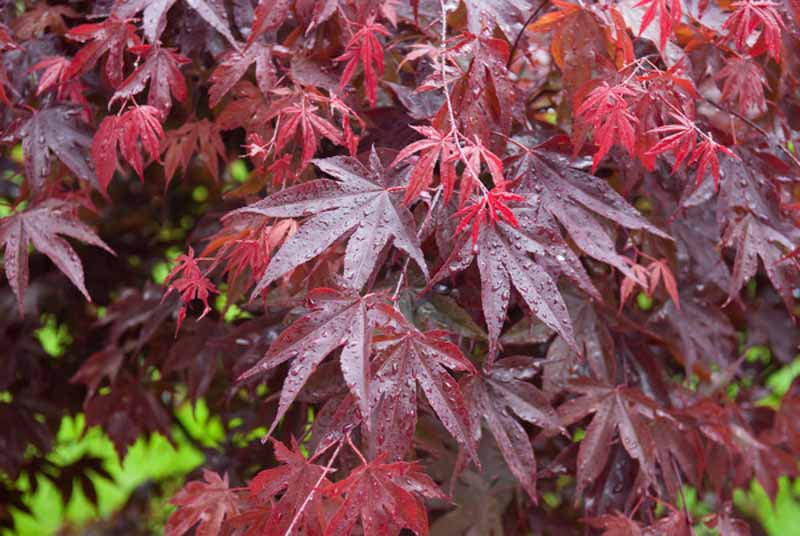 Bloodgood Japanese Maple - Acer p. 'Bloodgood'