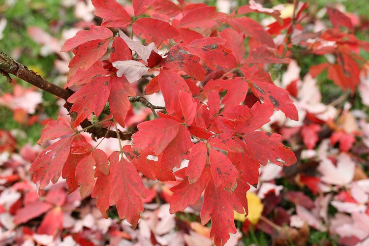 Maple 🍁 Acer Grism