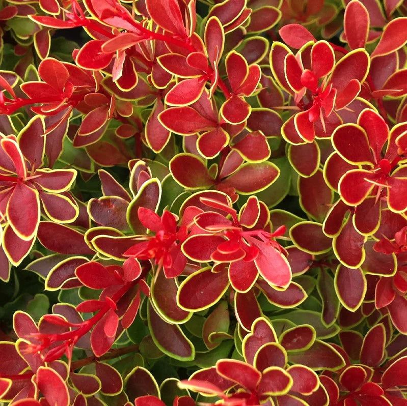 Admiration Barberry