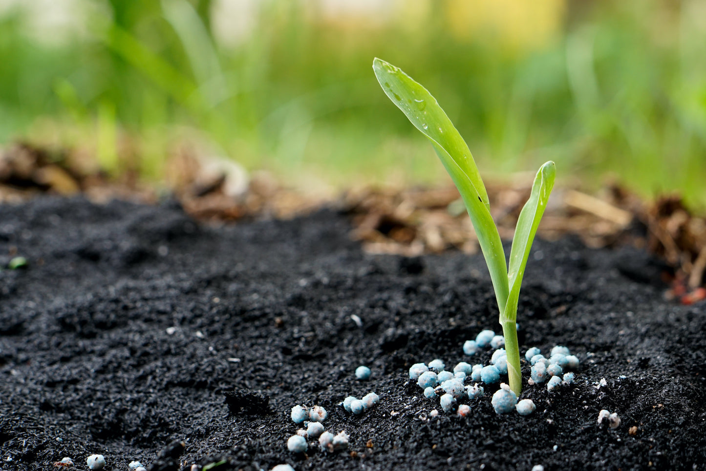 15-30-15 Plant Fertilizer - π²