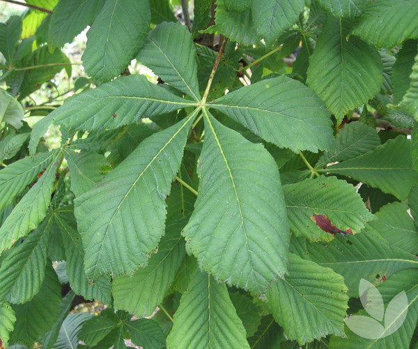 2.0” Horse Chestnut Tree - 🌲