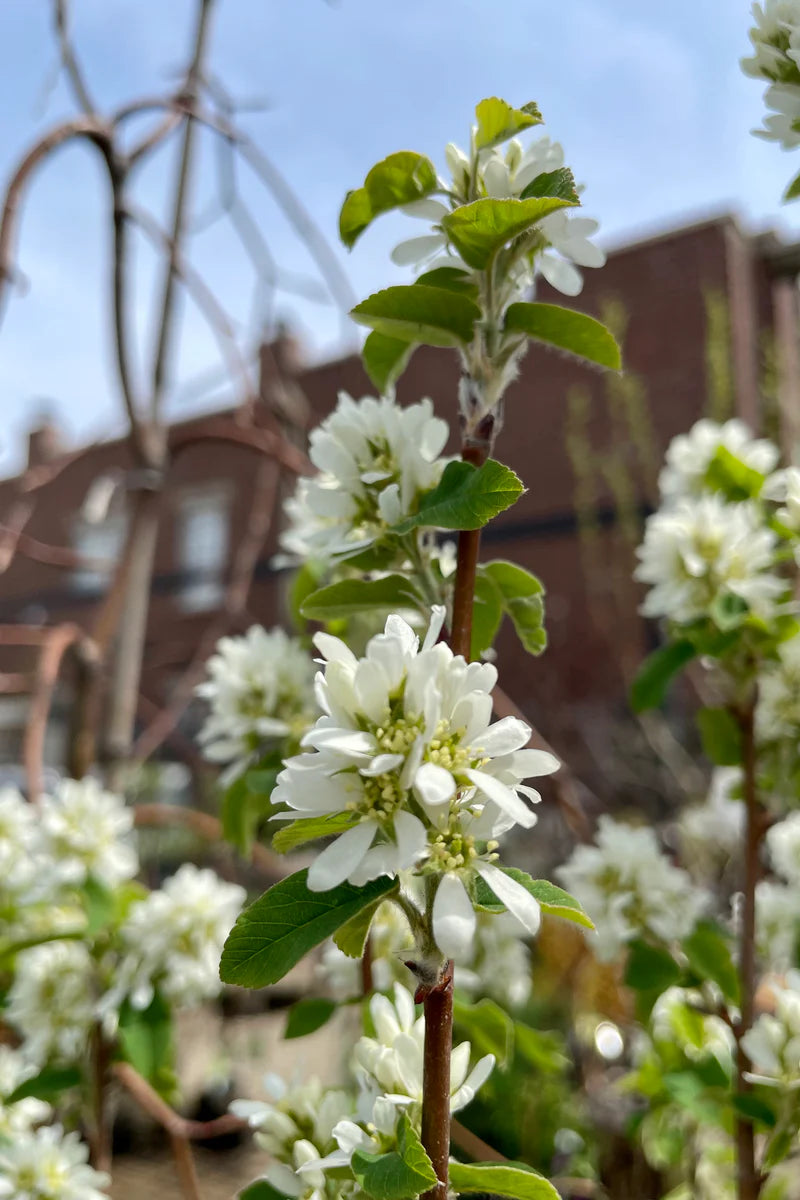 Amelanchier standing ovation