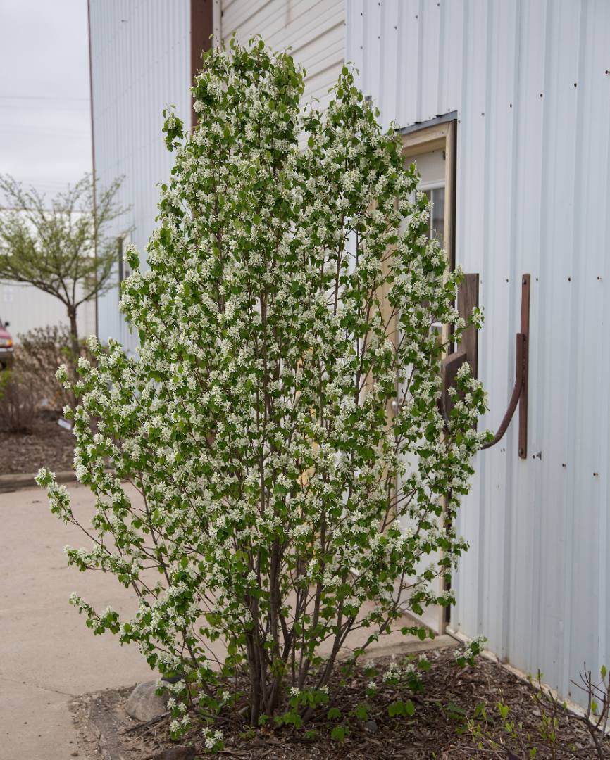 Amelanchier standing ovation
