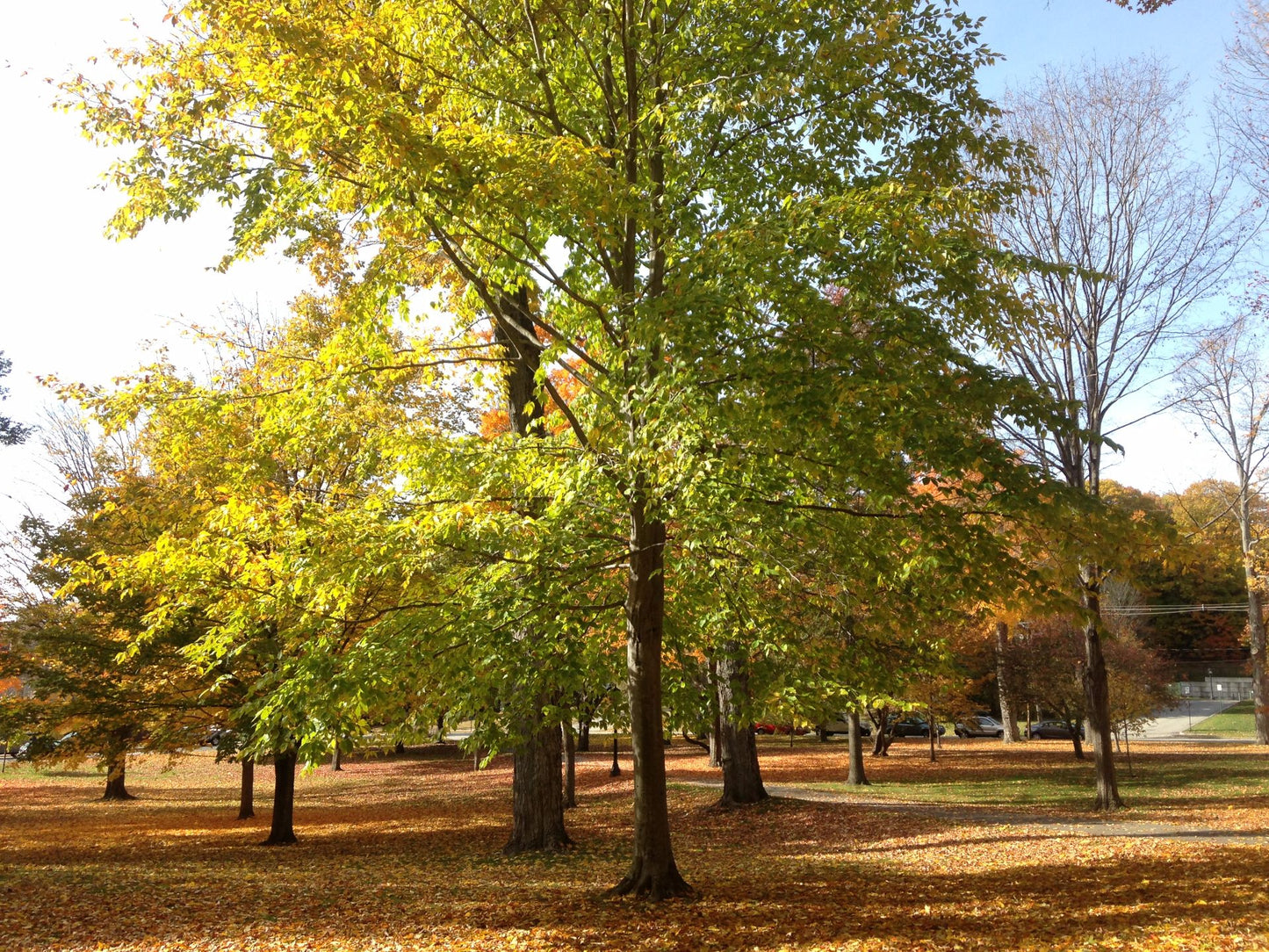 1.0" American Beech Tree - 🌲