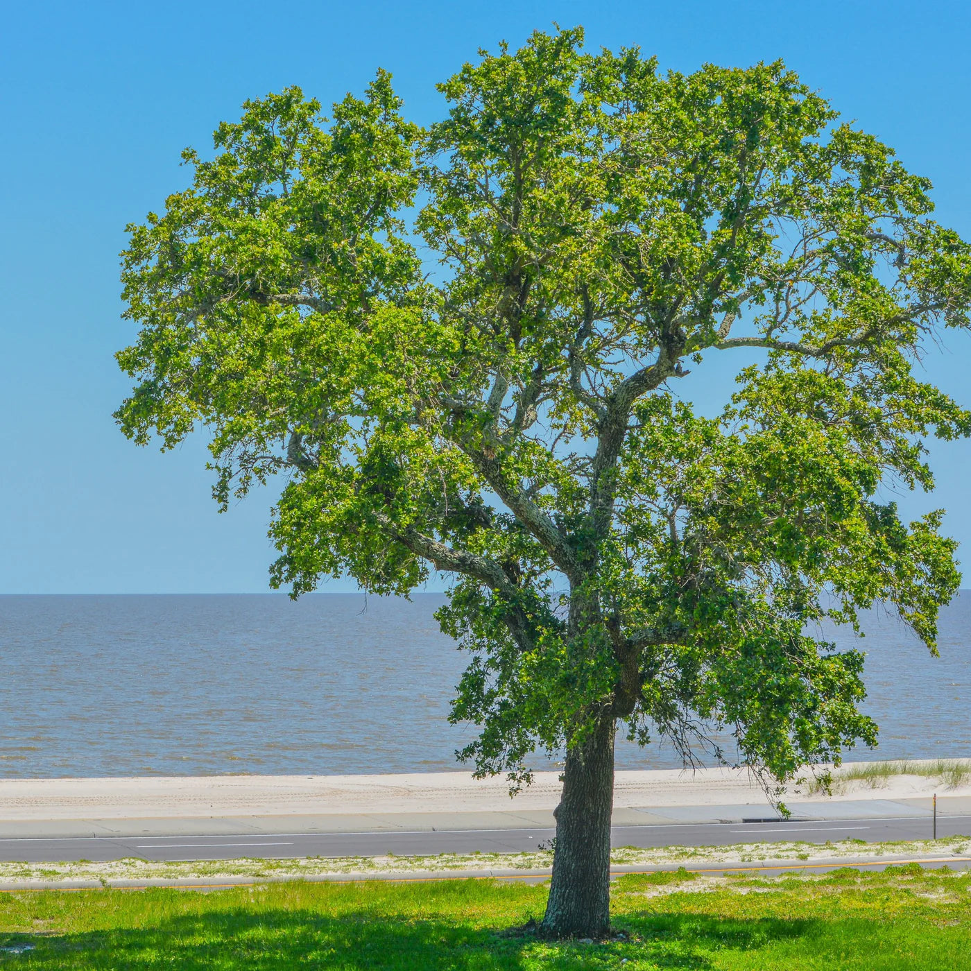 3.0 “ American Elm