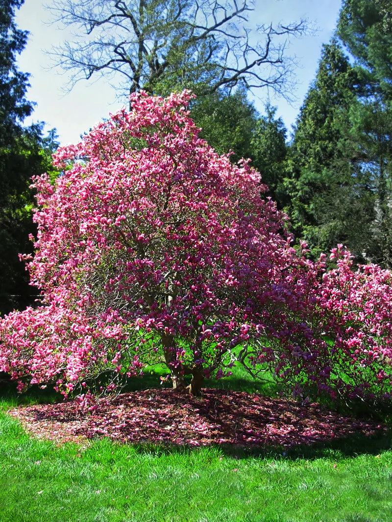 6' Ann Magnolia