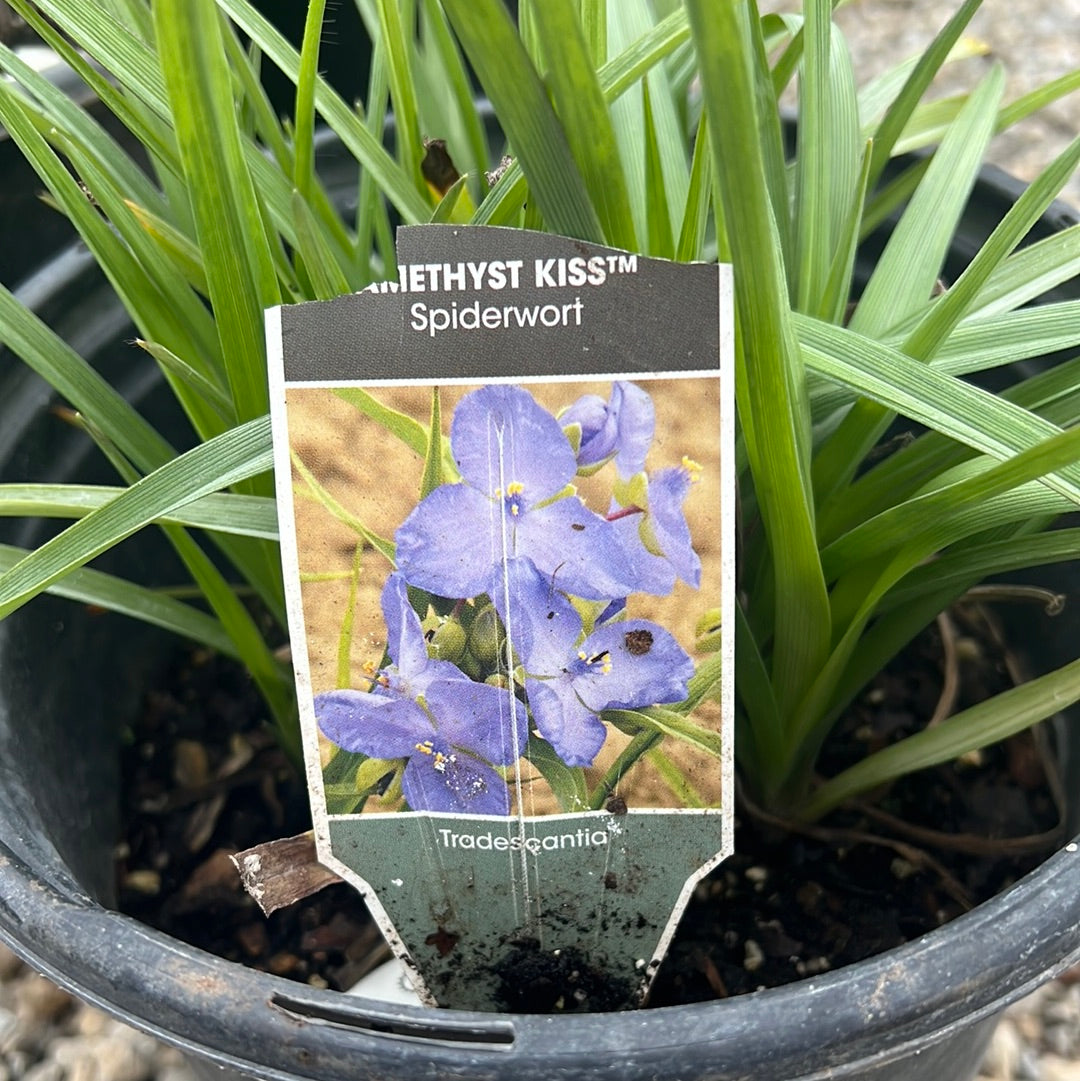 Spiderwort