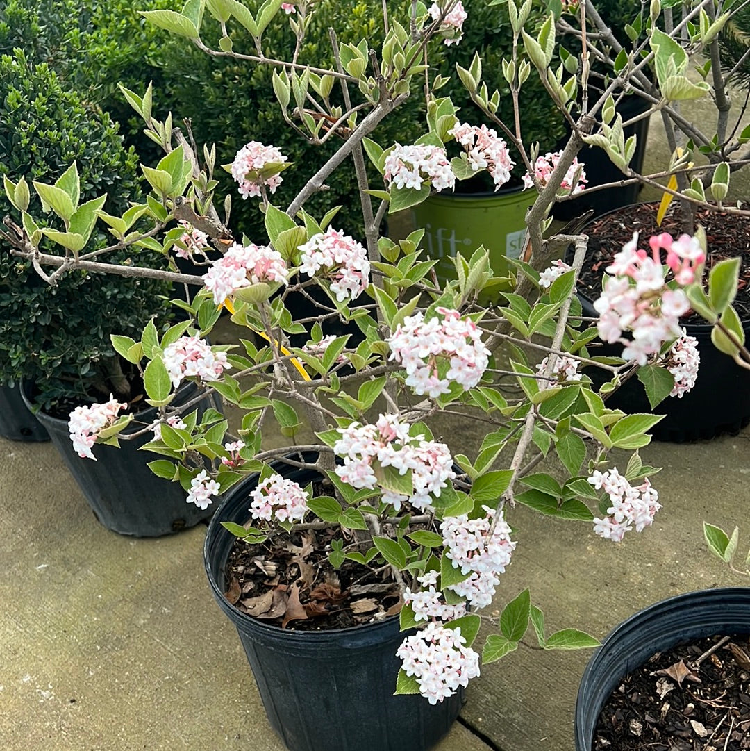 Viburnum (flowering) - mixed varieties - pink/white/red - š²