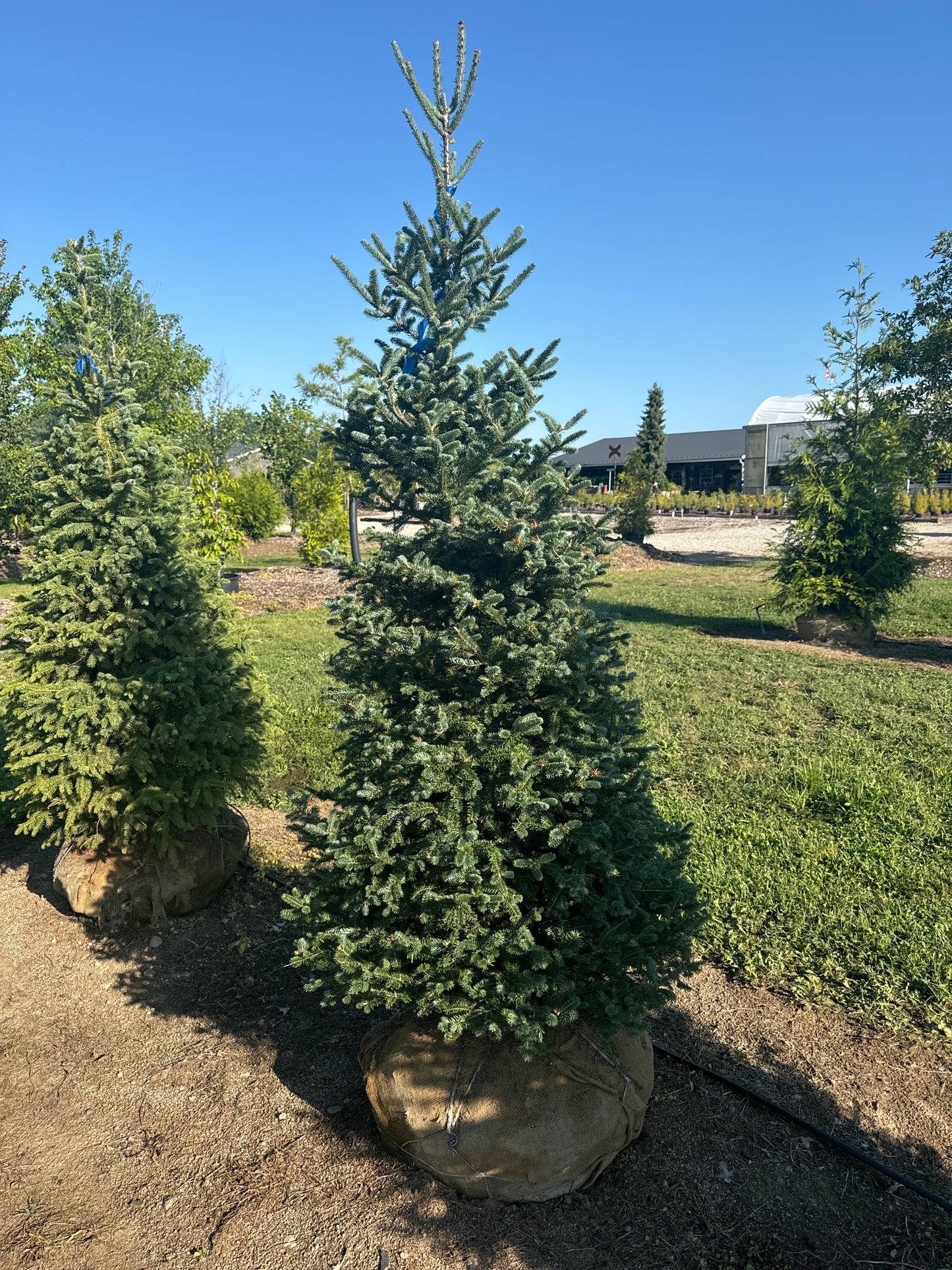 Black Hills Spruce 8’