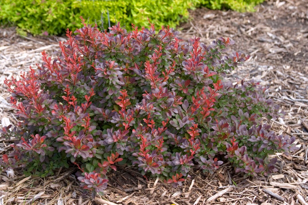 Cabernet Barberry