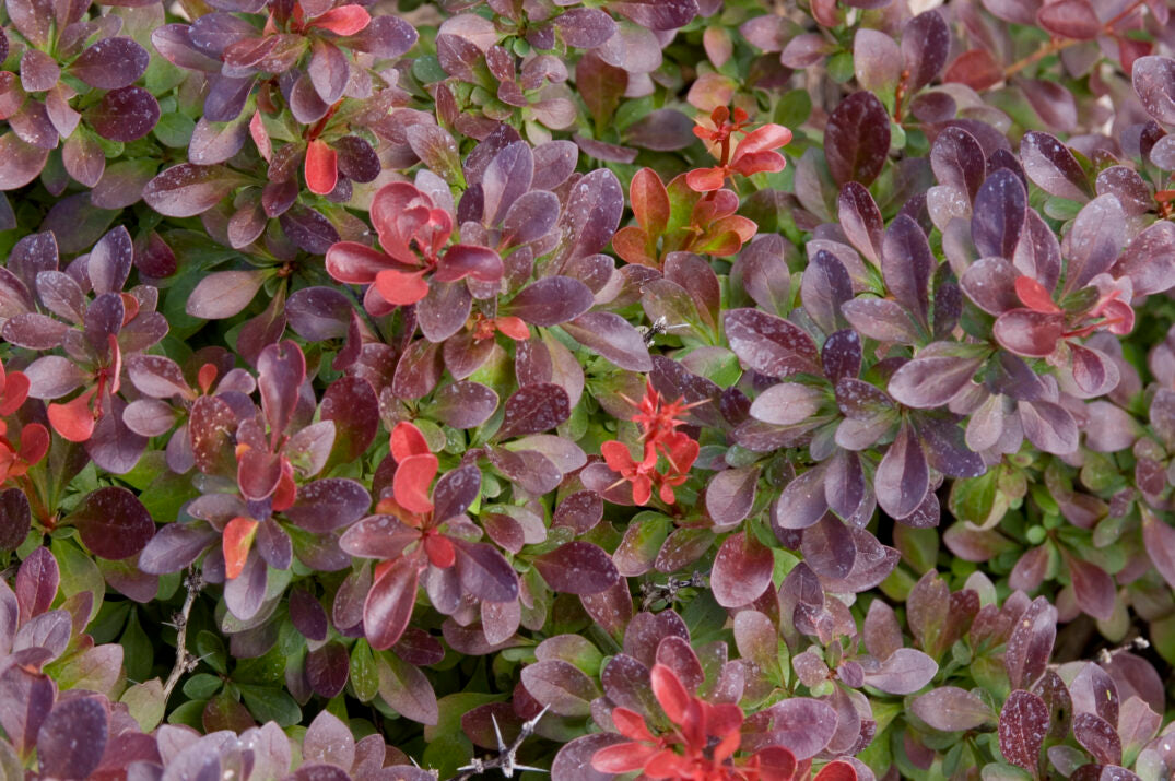 Cabernet Barberry