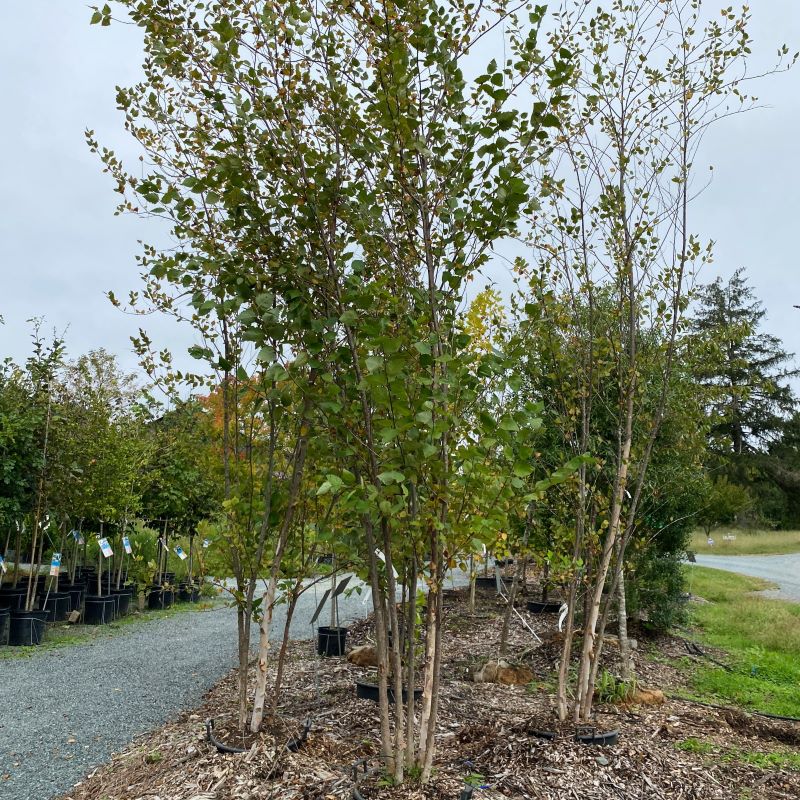 9-10’ Riverbirch 12/2023 (3.0)- 🌲