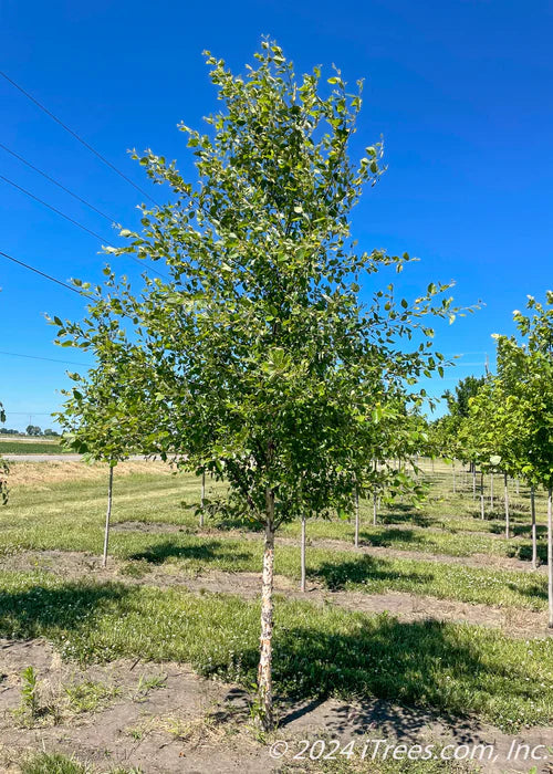 Riverbirch- Single Stem