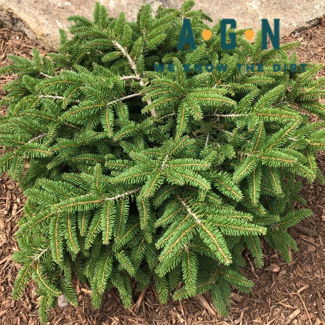 Picea a. ‘Pumila’ - Birds Nest Spruce