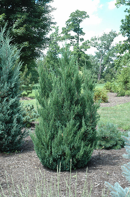 Blue Juniper 36"