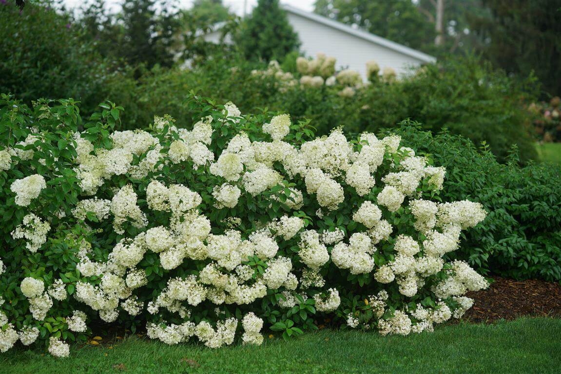 BOBO Hydrangea