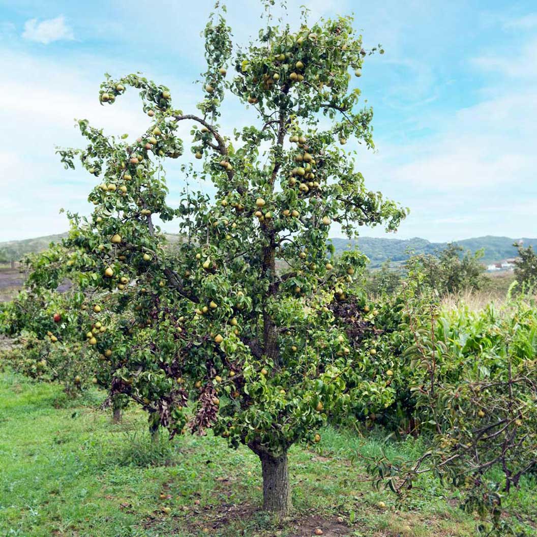 Pear Tree - 🌲