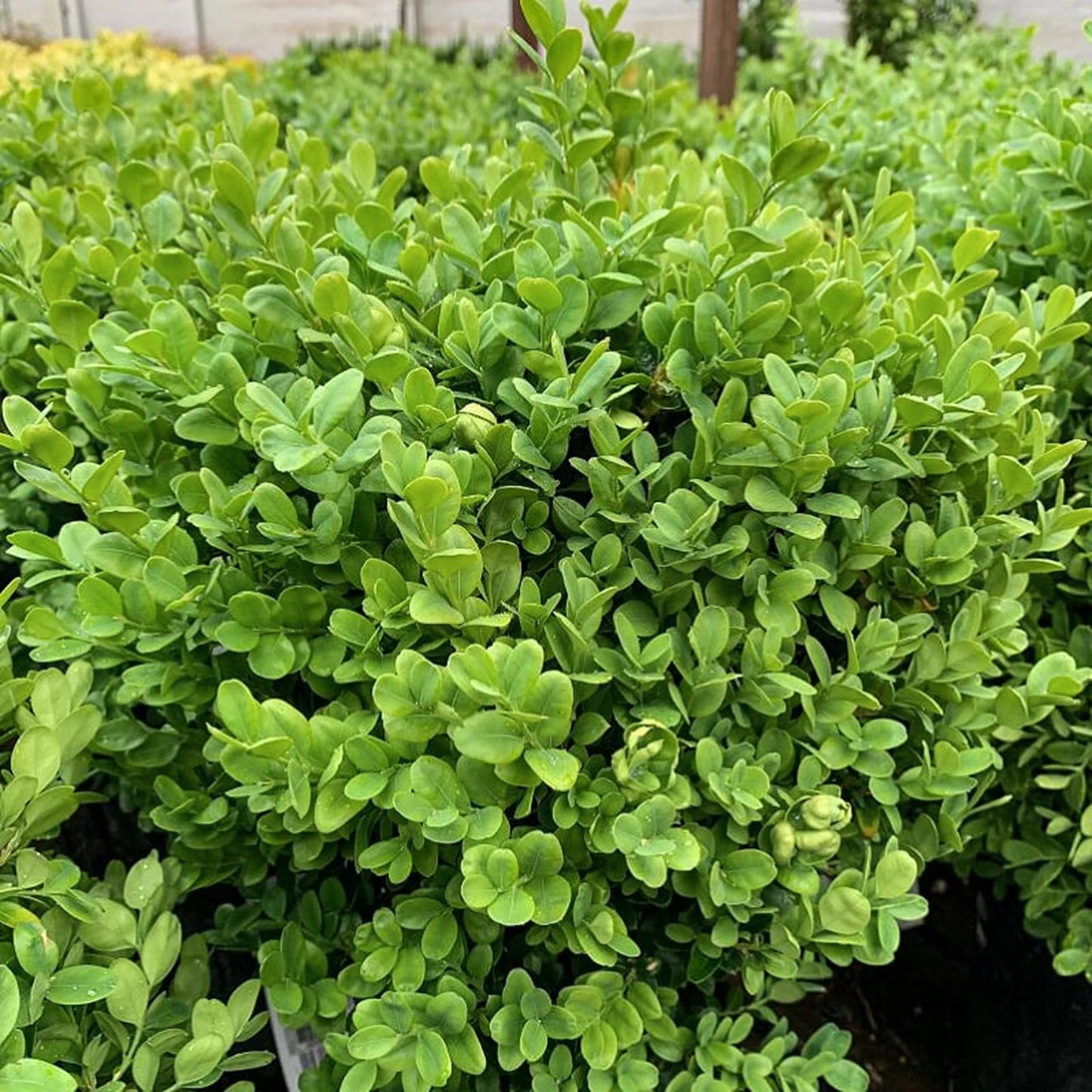 4' Boxwood